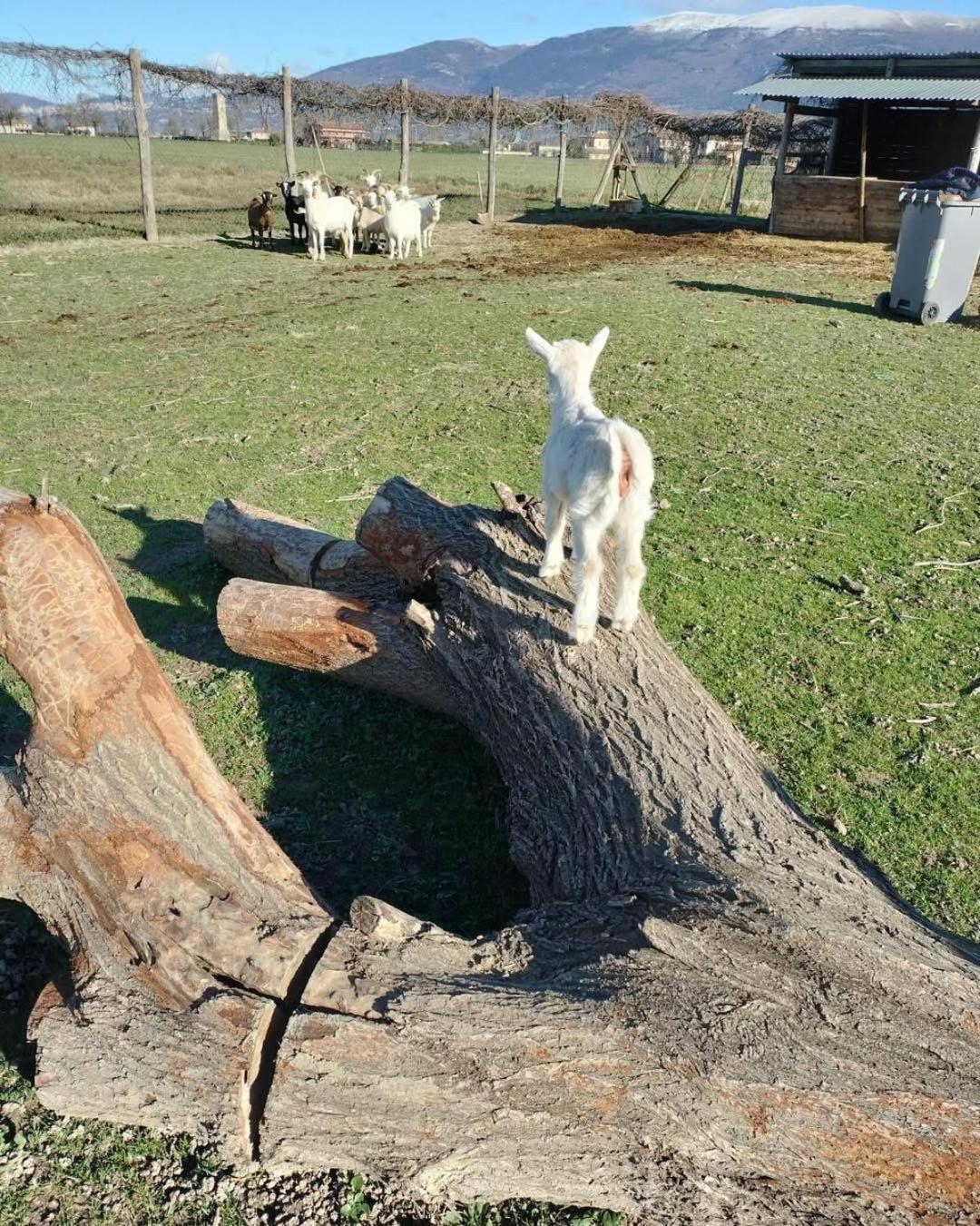 La Semente Farm stay *